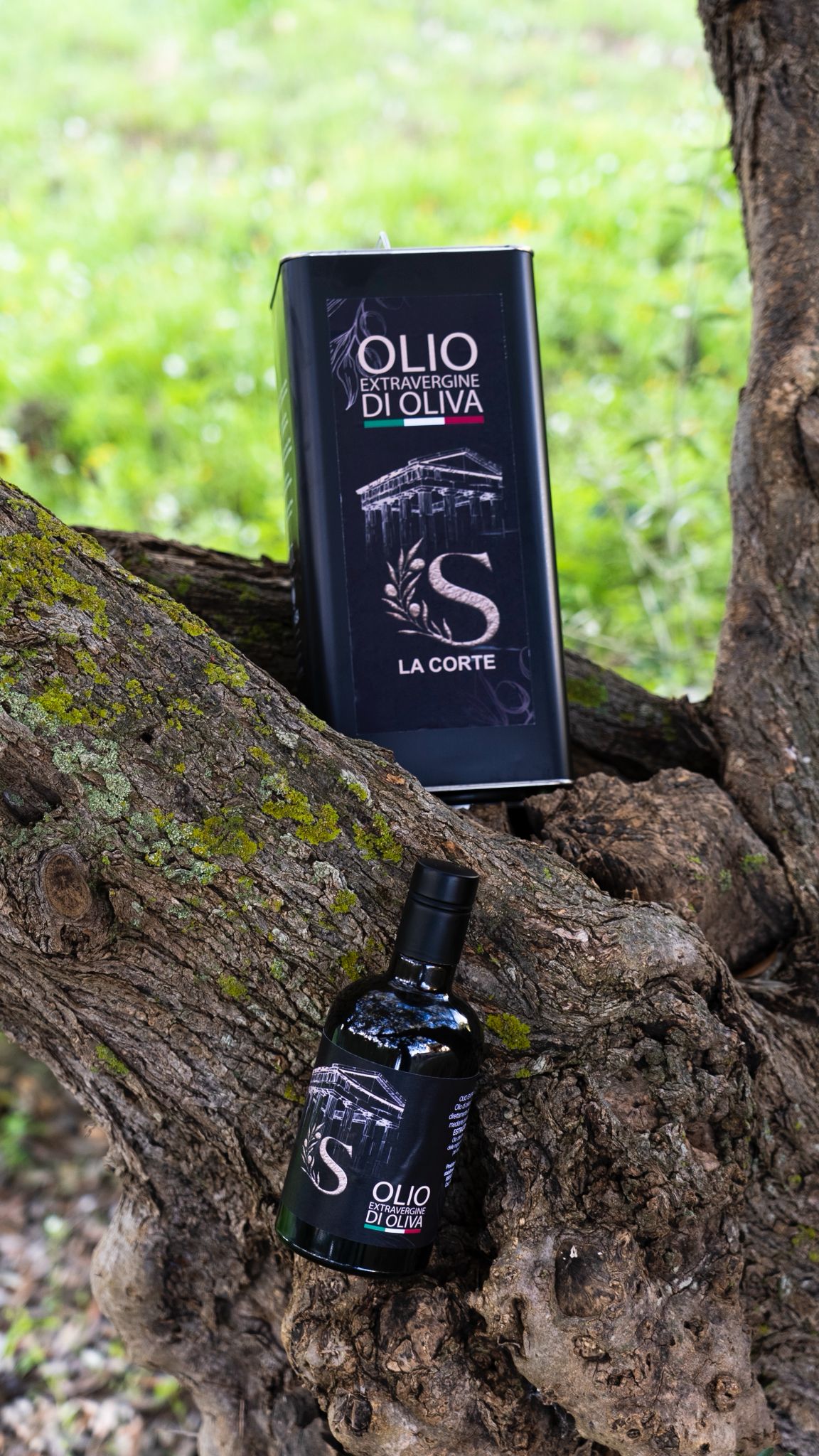 Cerasuola-Olio extravergine di oliva 2025/2026-latta da 5 L+bottiglia da 500 ML