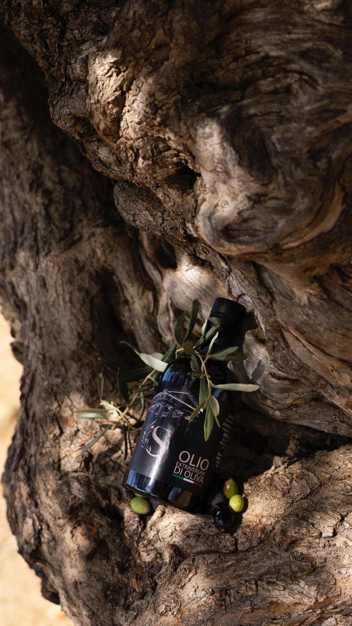 Nocellara-Olio extravergine di oliva 2025/2026- 1 bottiglia da 500 ML